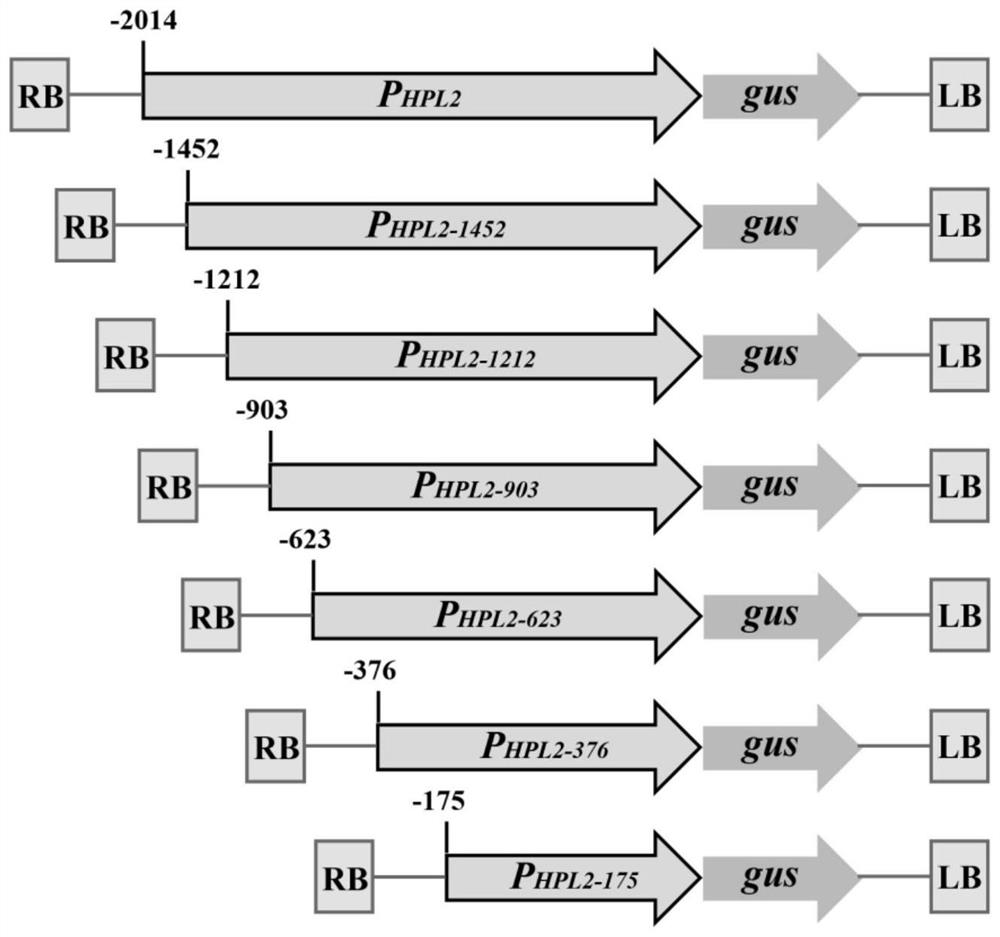 Damage-inducible promoter of rice stem borer and its application