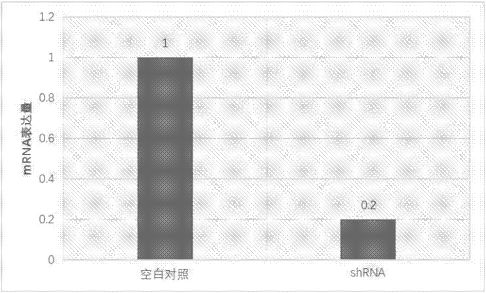 Preparation of monoclonal antibody of OTUD5 and application of OTUD5 in cancer therapy