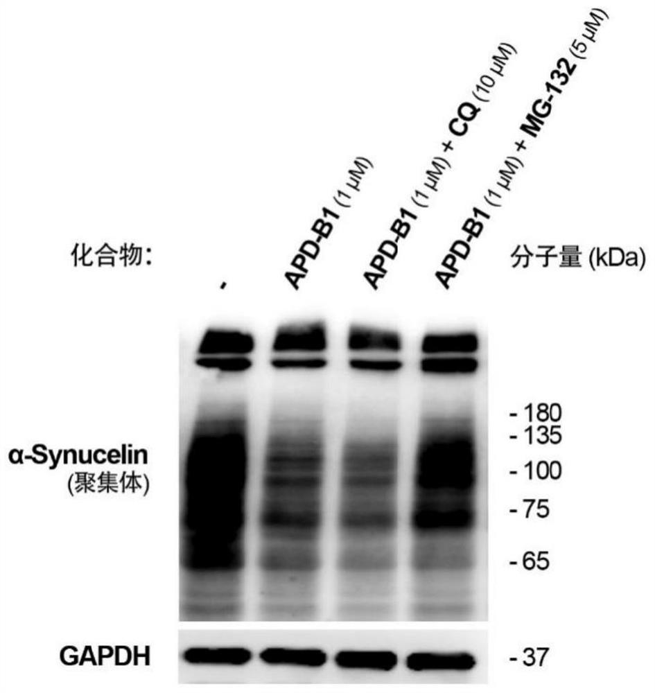 Alpha-synuclein targeting compound as well as preparation method and application thereof