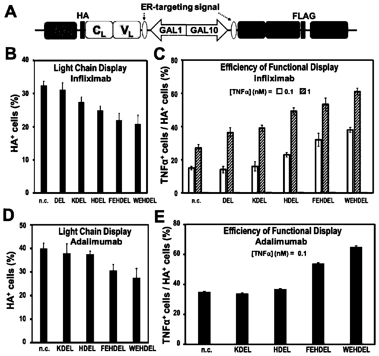 Recombinant vector for enhancing ability of displaying Fab fragment antigen binding on yeast cell surface by using endoplasmic reticulum retrieval signal sequence