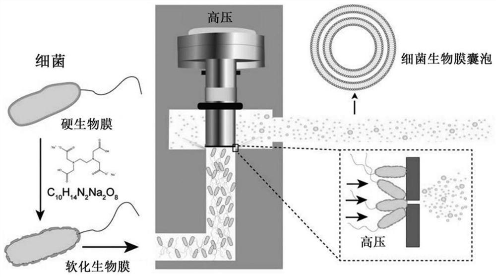 A kind of preparation method and application of universal bacterial vaccine