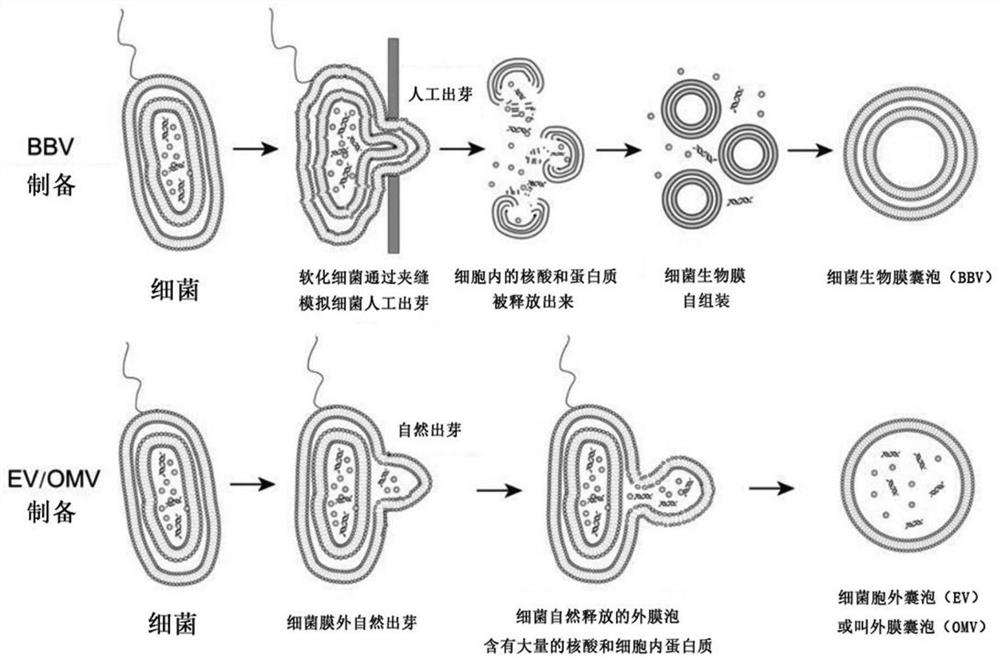 A kind of preparation method and application of universal bacterial vaccine