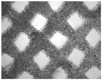 3D bioprinting in-vivo tumor model and building method thereof