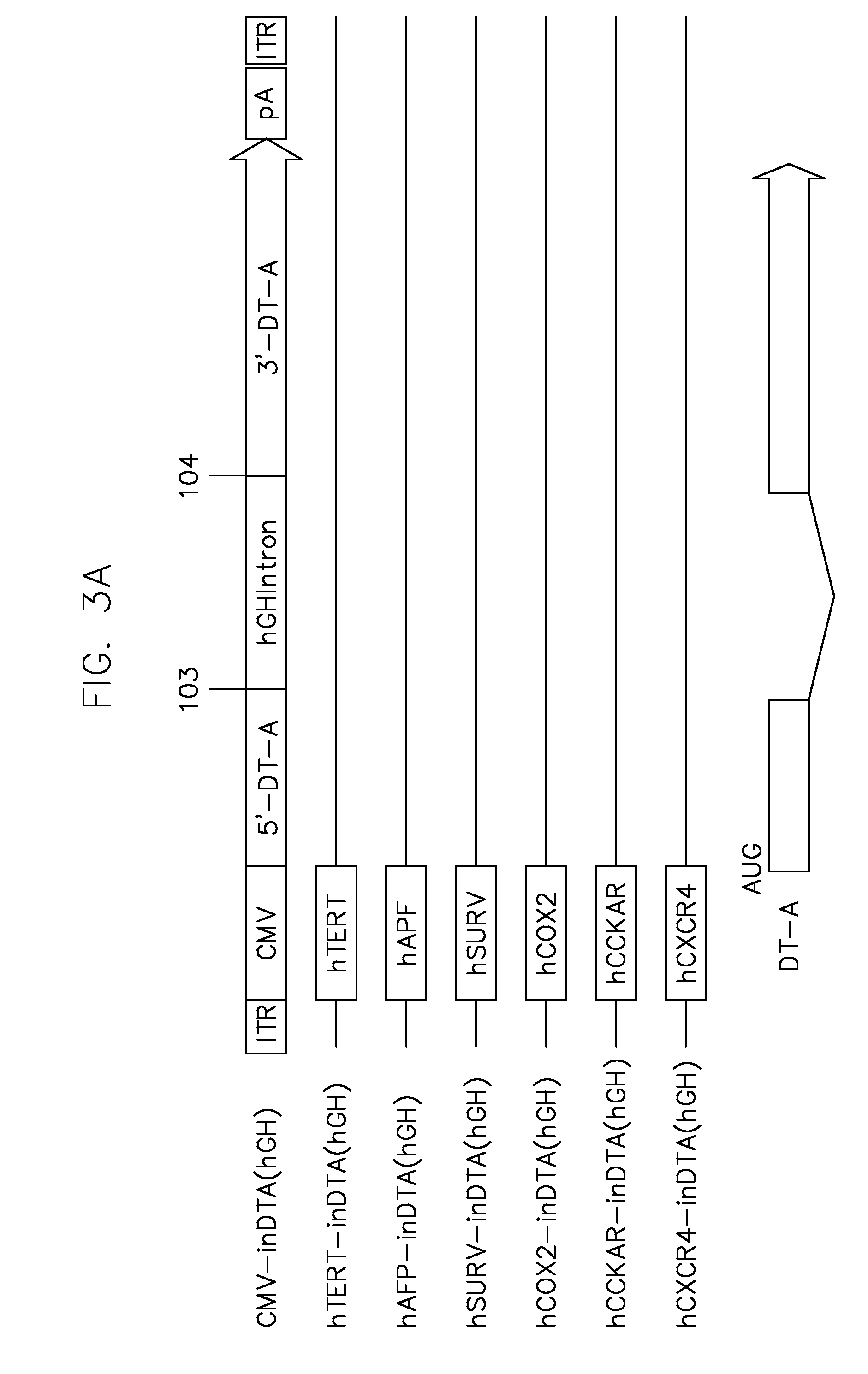 Vectors harboring toxic genes, methods and uses therefor