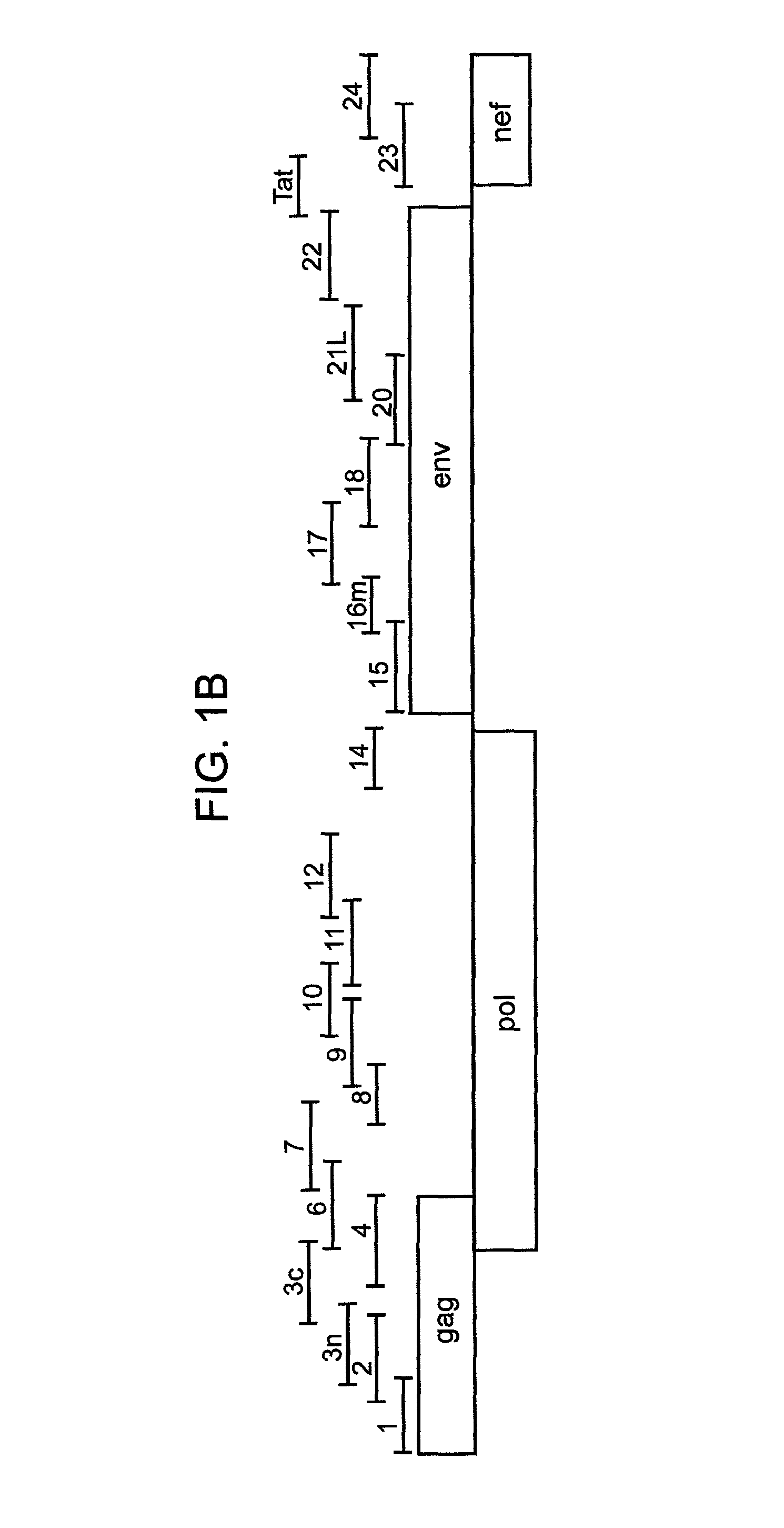 Replication-competent recombinant virus and methods of use thereof