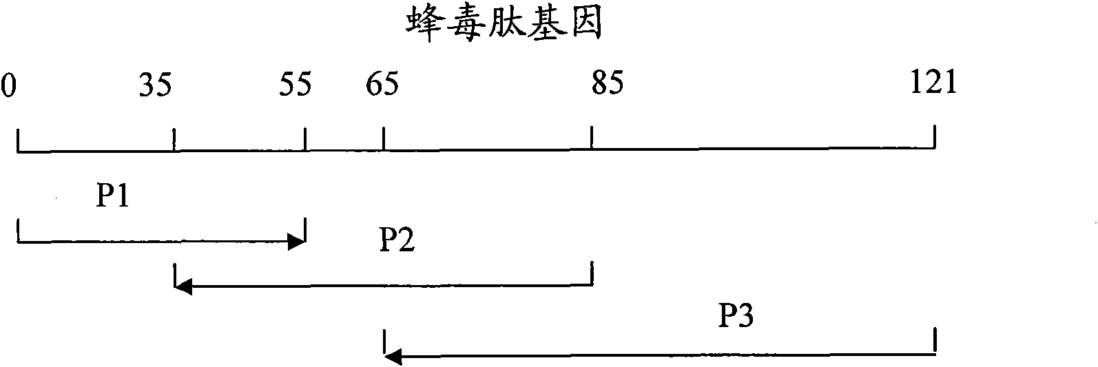 Melittin gene fission yeast engineering bacteria and construction method and application thereof