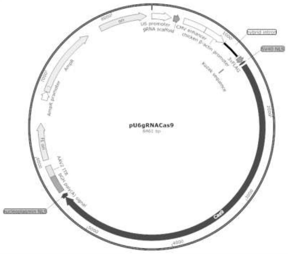 CRISPR (clustered regularly interspaced short palindromic repeats) system for double-target gene editing and application of CRISPR system in construction of depression porcine nuclear transplantation donor cells