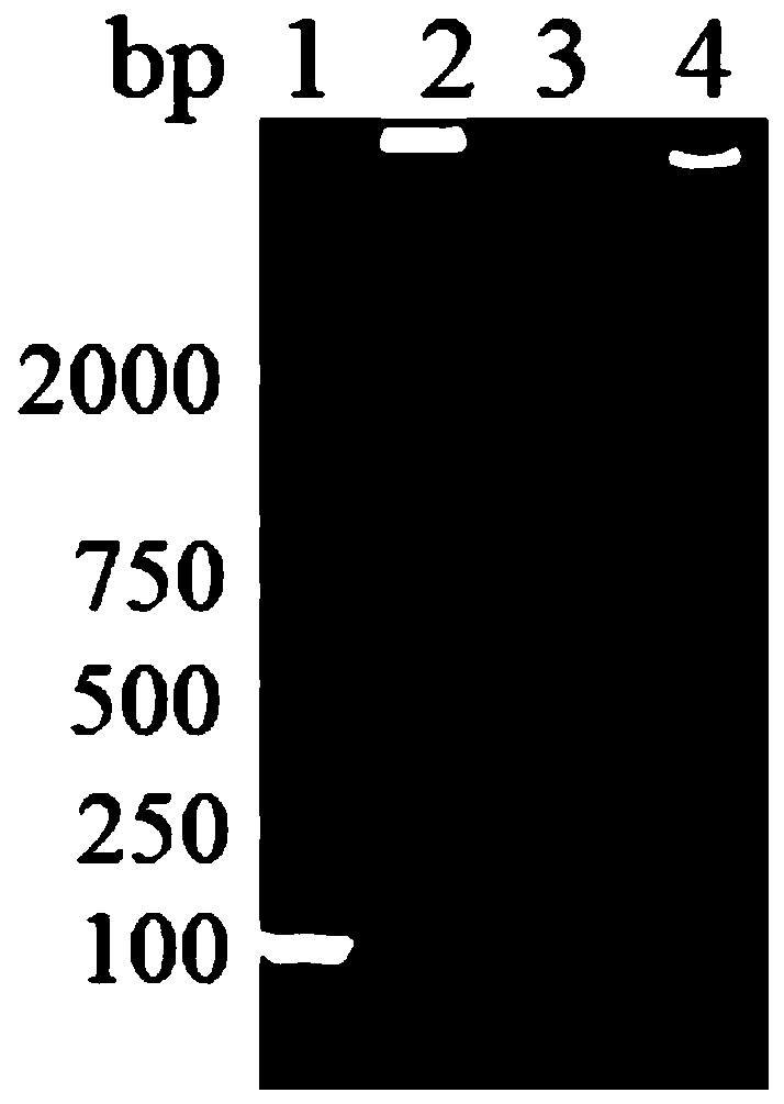 Nucleic acid removing agent