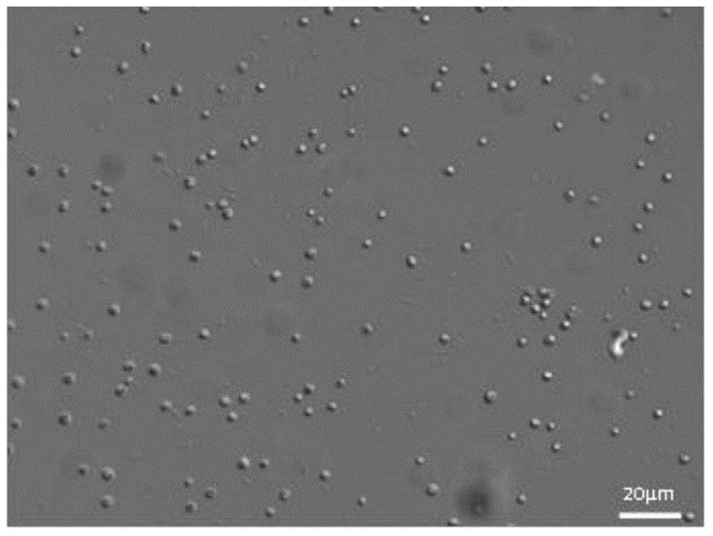 Brown tide algae species detection method and kit