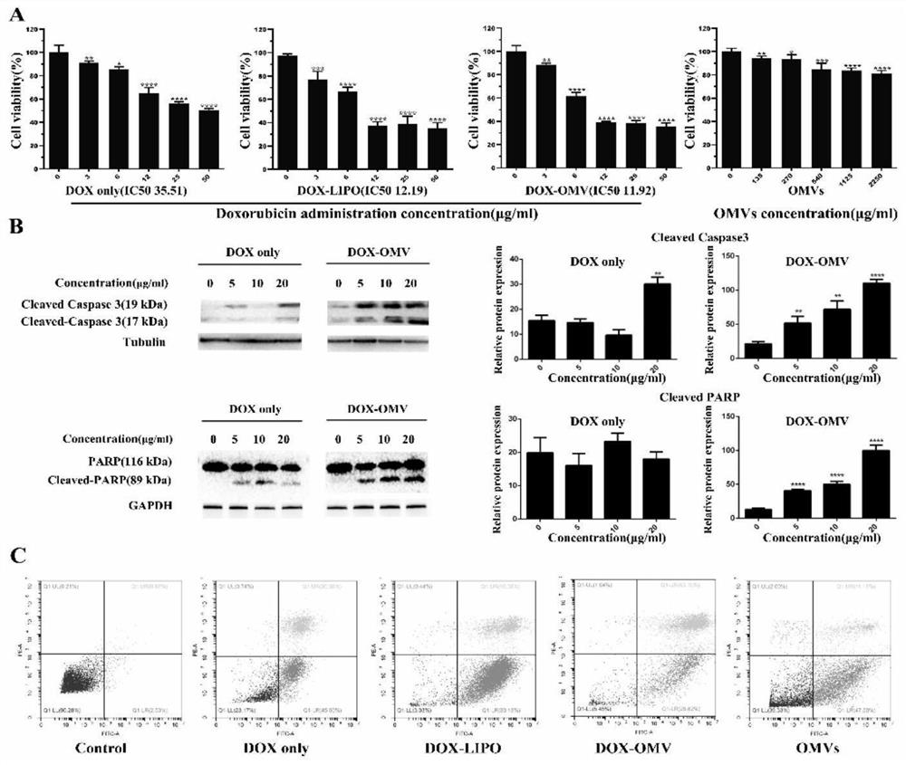 Adriamycin nanoparticles entrapped by bacterial outer membrane vesicles and application of adriamycin nanoparticles