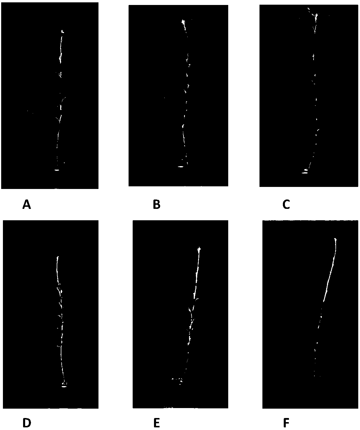 Method for controlling extension of lateral branches of cut chrysanthemum