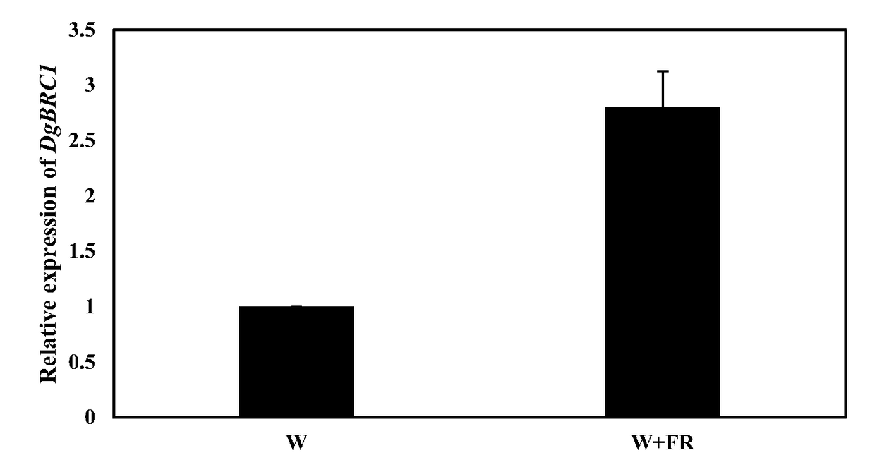 Method for controlling extension of lateral branches of cut chrysanthemum