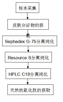 Natural antioxidant peptide (Rotodorin-D1), and preparation method and application thereof