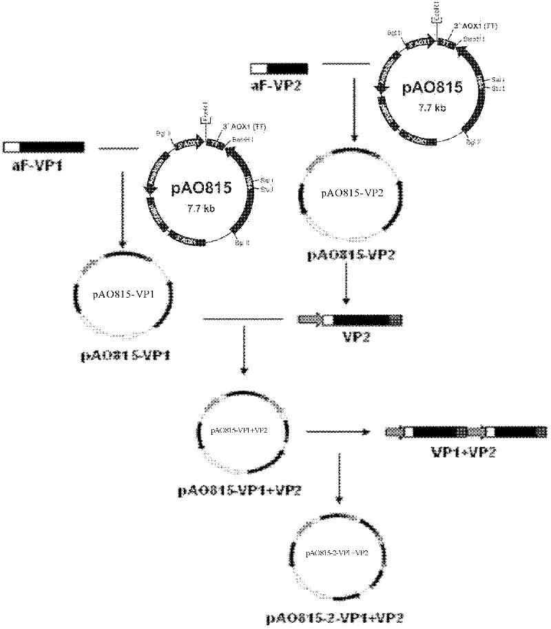 Recombinant yeast engineering strain coexpressed by proteins of chicken anaemia viruses VP1 and VP2, construction method thereof and application thereof