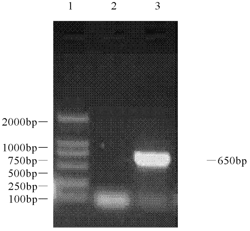 Recombinant yeast engineering strain coexpressed by proteins of chicken anaemia viruses VP1 and VP2, construction method thereof and application thereof