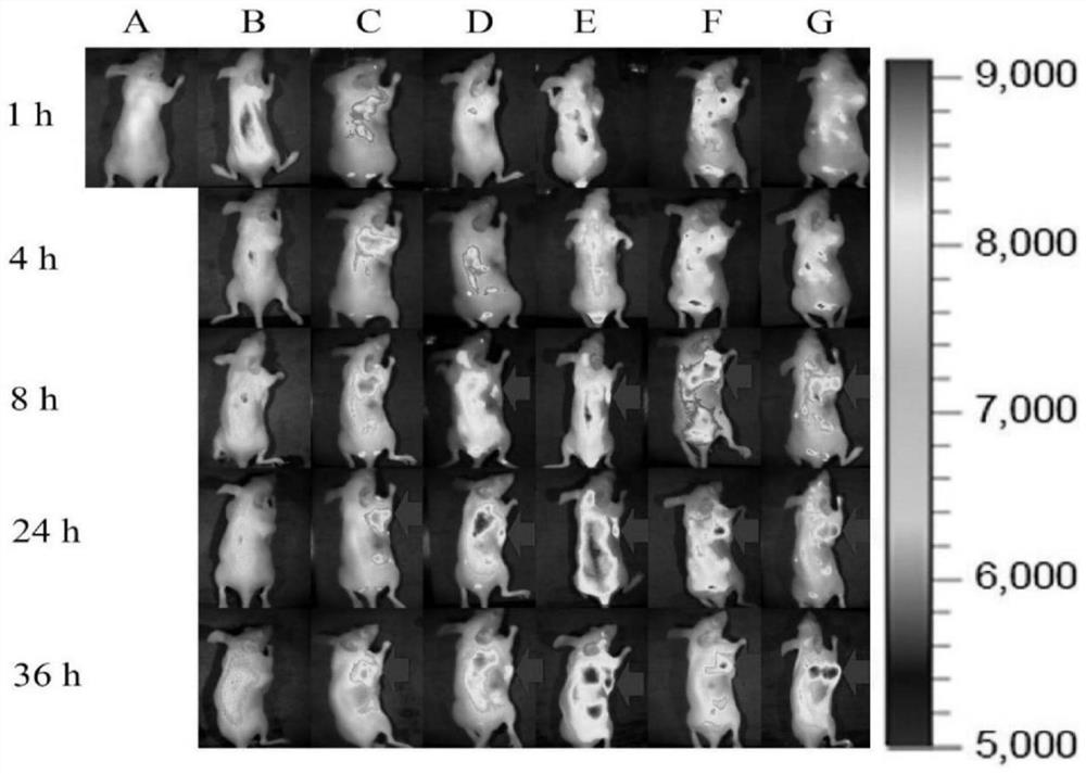 Nanostructure lipid preparation for improving doxorubicin tumor active targeting and kidney protection and preparation method