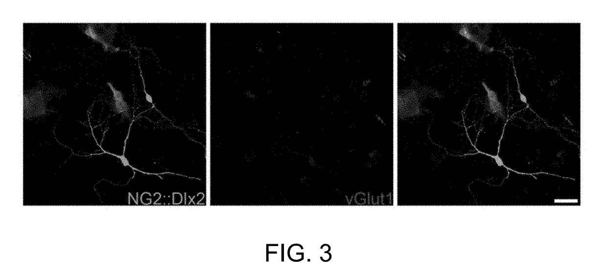 GENERATING GABAergic NEURONS IN BRAINS