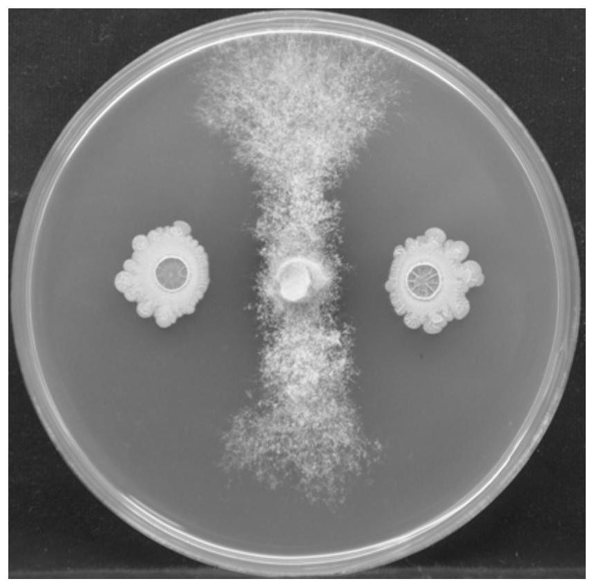 An Endophytic Bacteria Antagonistic to Phytopathogenic Fungi