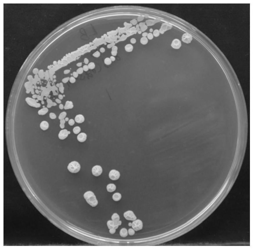 An Endophytic Bacteria Antagonistic to Phytopathogenic Fungi