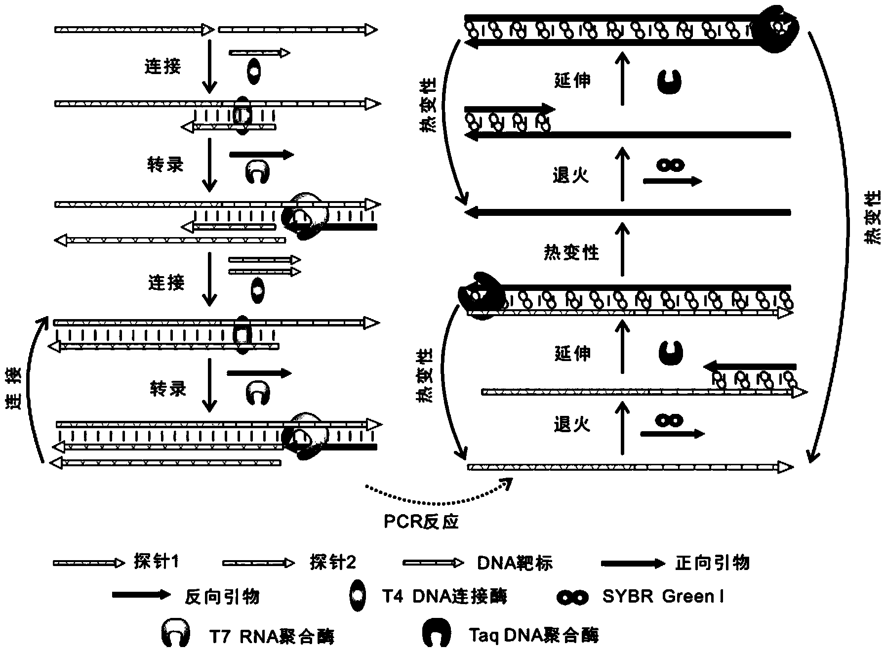 PCR analyzing method for quantitatively detecting nucleic acid through RNA polymerase and ligase coupled reaction medium