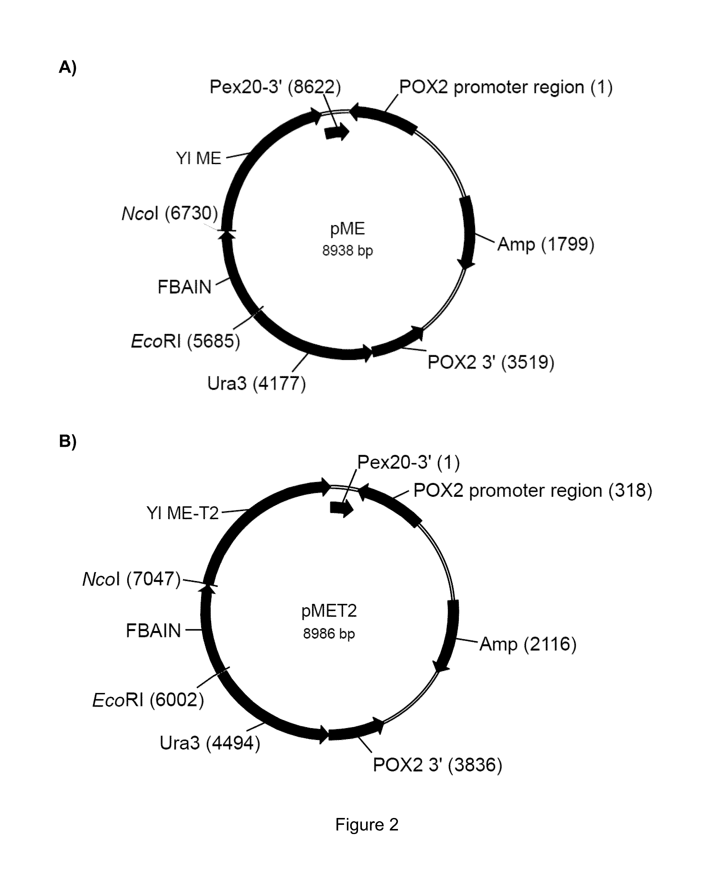 Expression of cytosolic malic enzyme in transgenic Yarrowia to increase lipid production