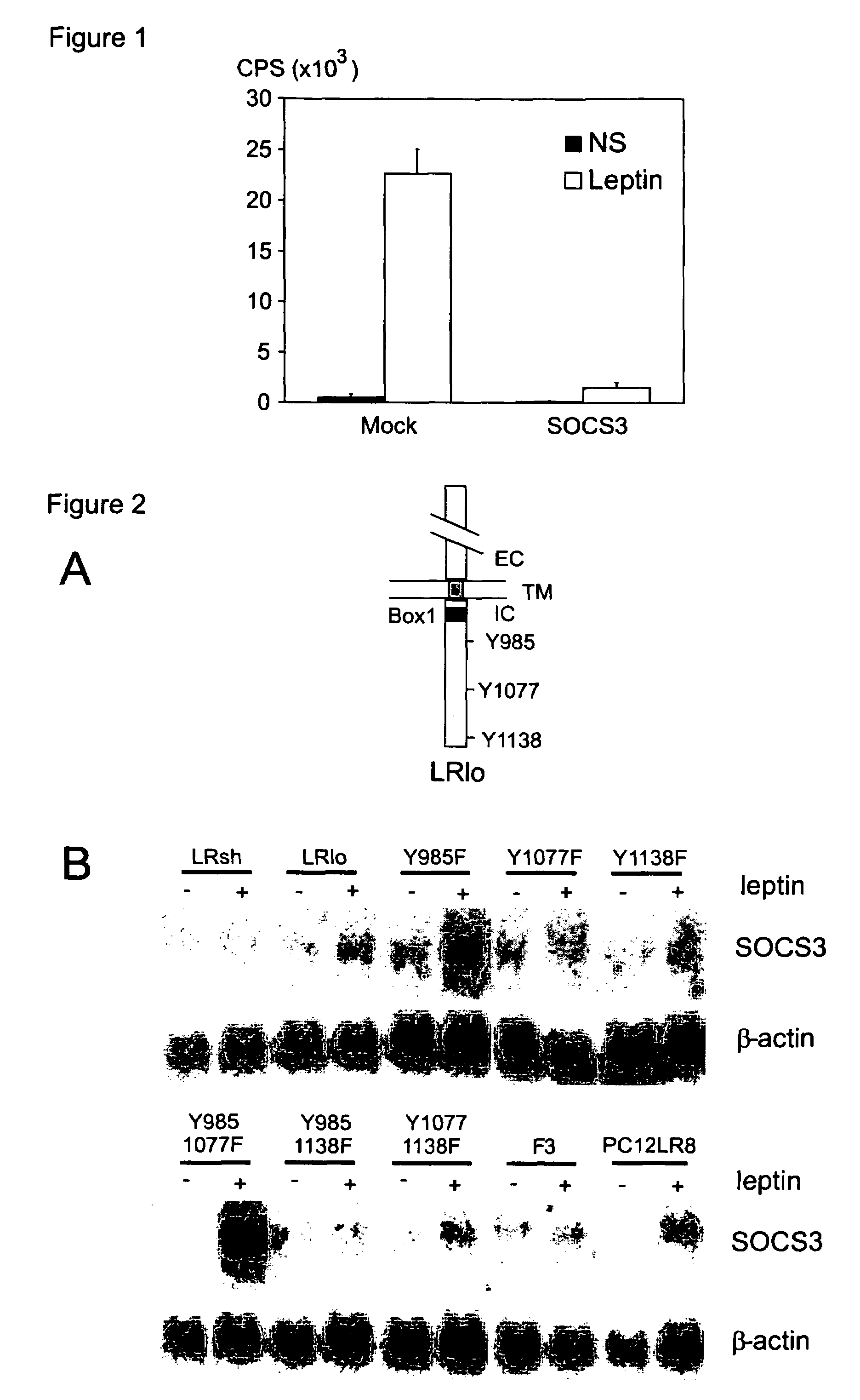 Functional fragment of the leptin receptor