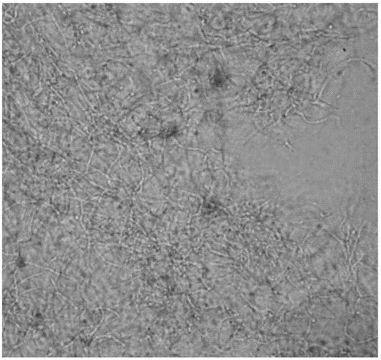 Streptomyces alboniger capable of preventing diseases and promoting growth and preparation and application of metabolites of streptomyces alboniger