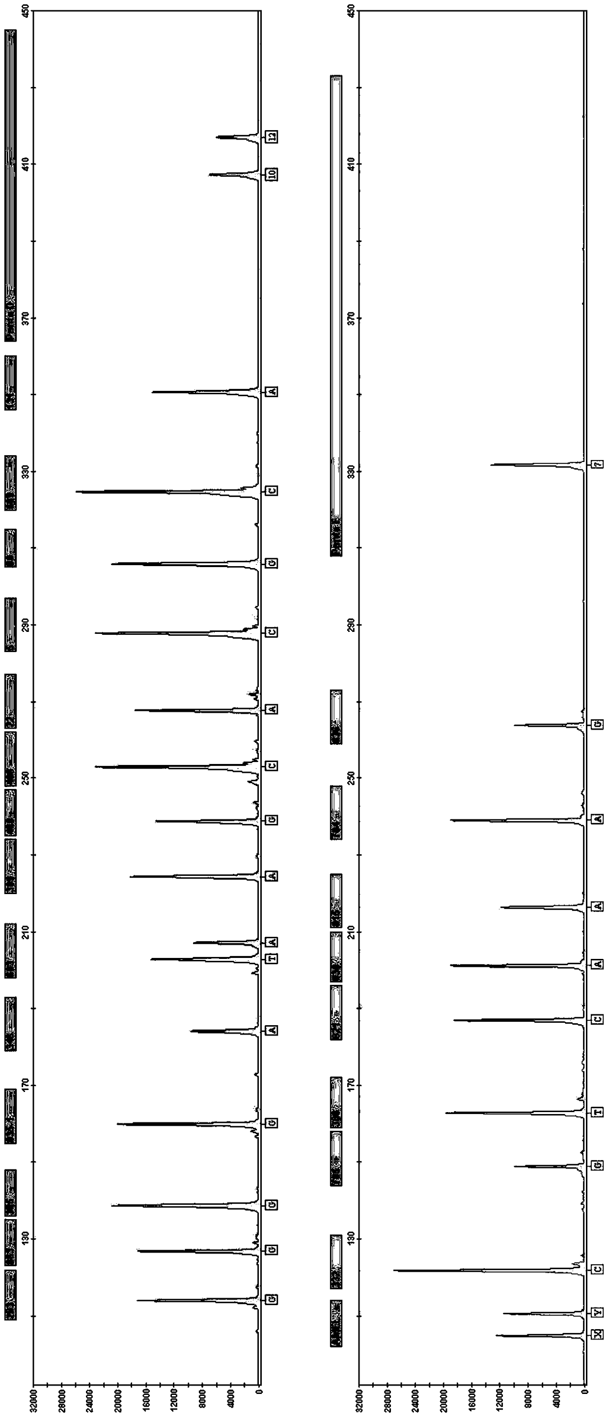 Detection system of SMA (spinal muscular atrophy) related gene and detection kit