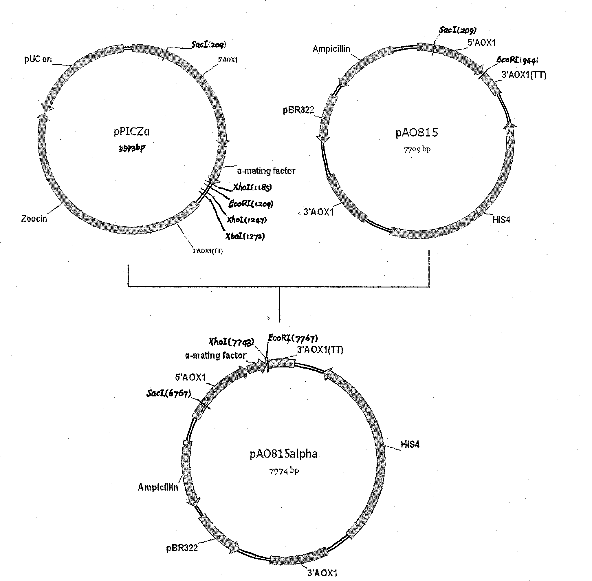 Method for preparing beta-mannase and special strain