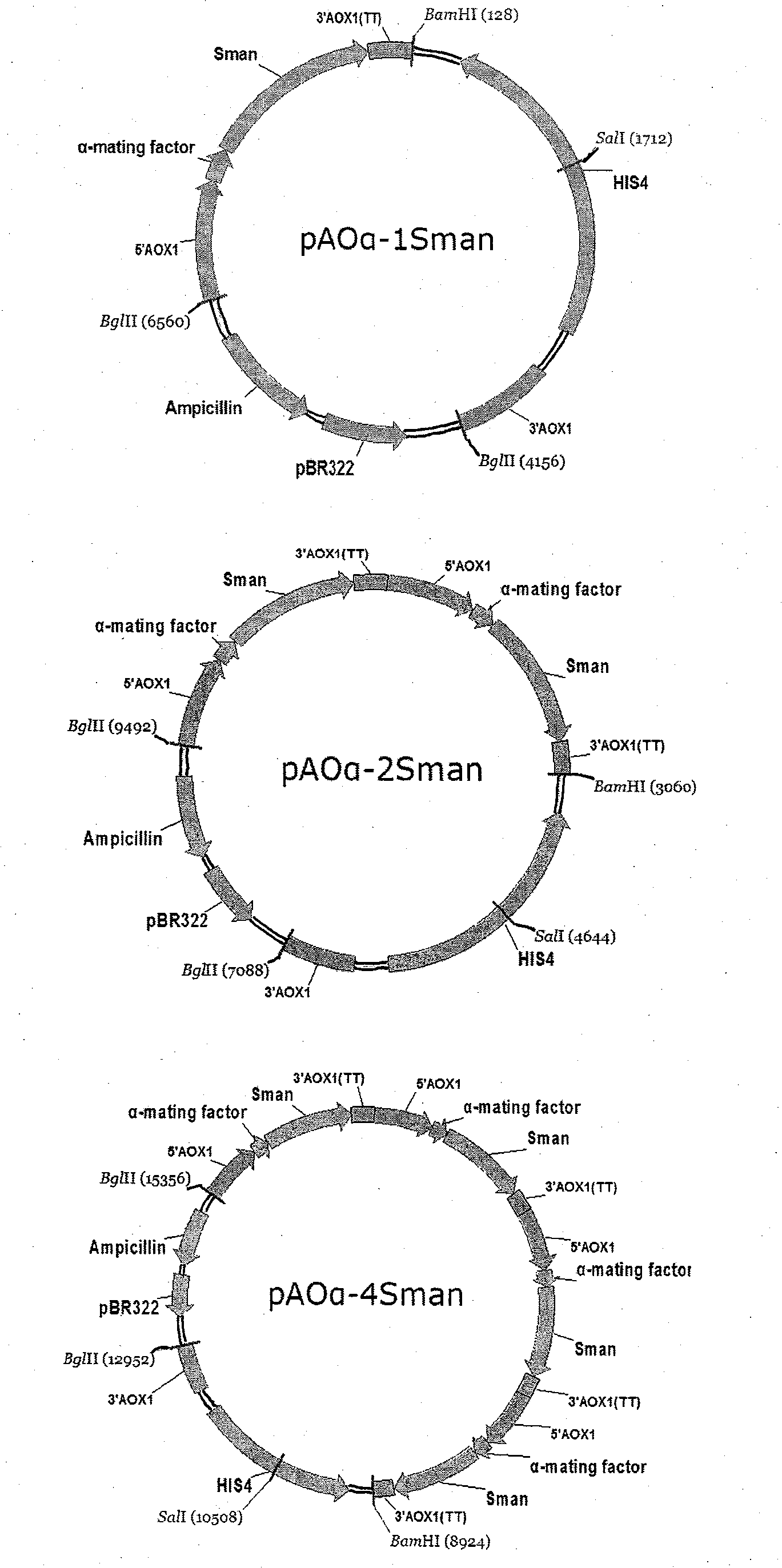 Method for preparing beta-mannase and special strain