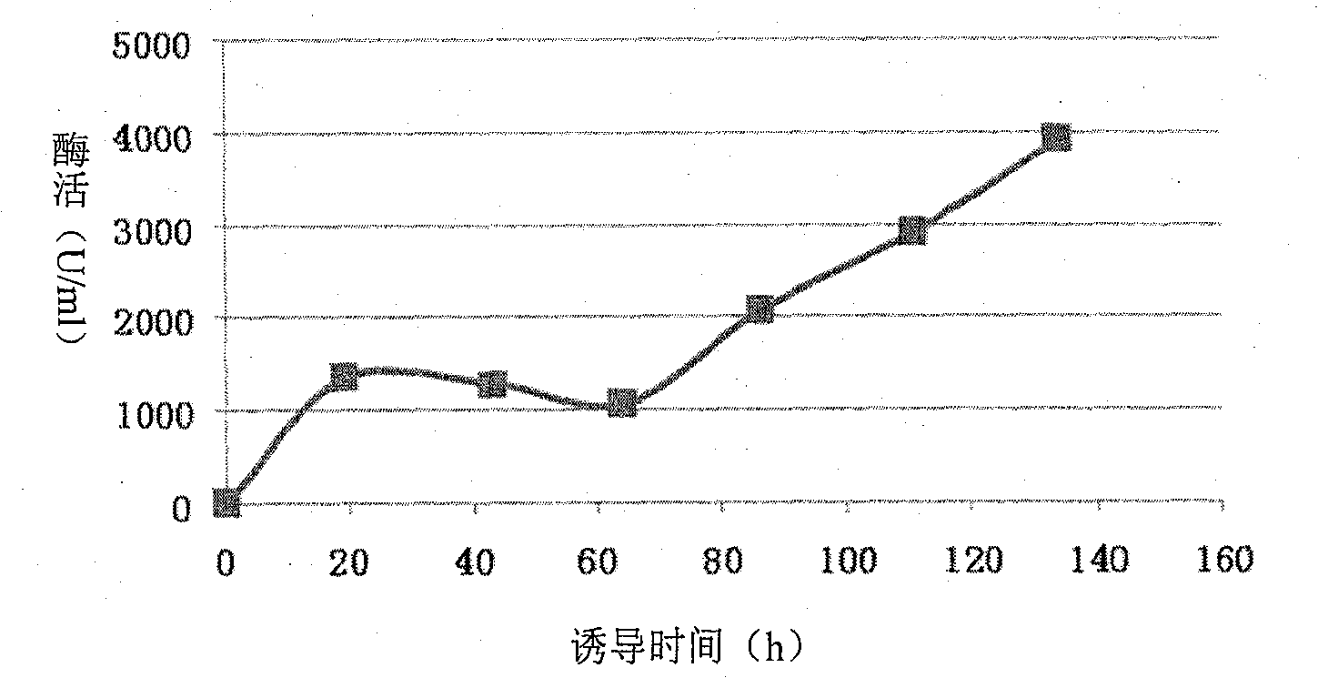 Method for preparing beta-mannase and special strain