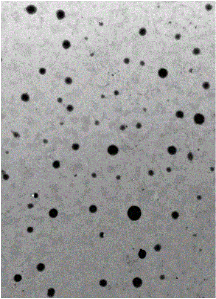 Flexible nano-liposome freeze-dried powder prepared by cistanche tubulosa extract phenylethanoid glycosides and preparation method thereof