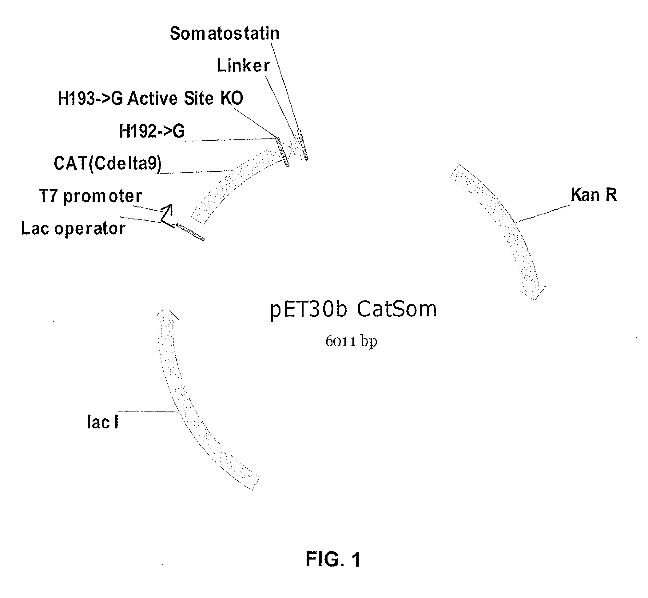 Chloramphenicol Acetyl Transferase (CAT)-Defective Somatostatin Fusion Protein And Uses Thereof