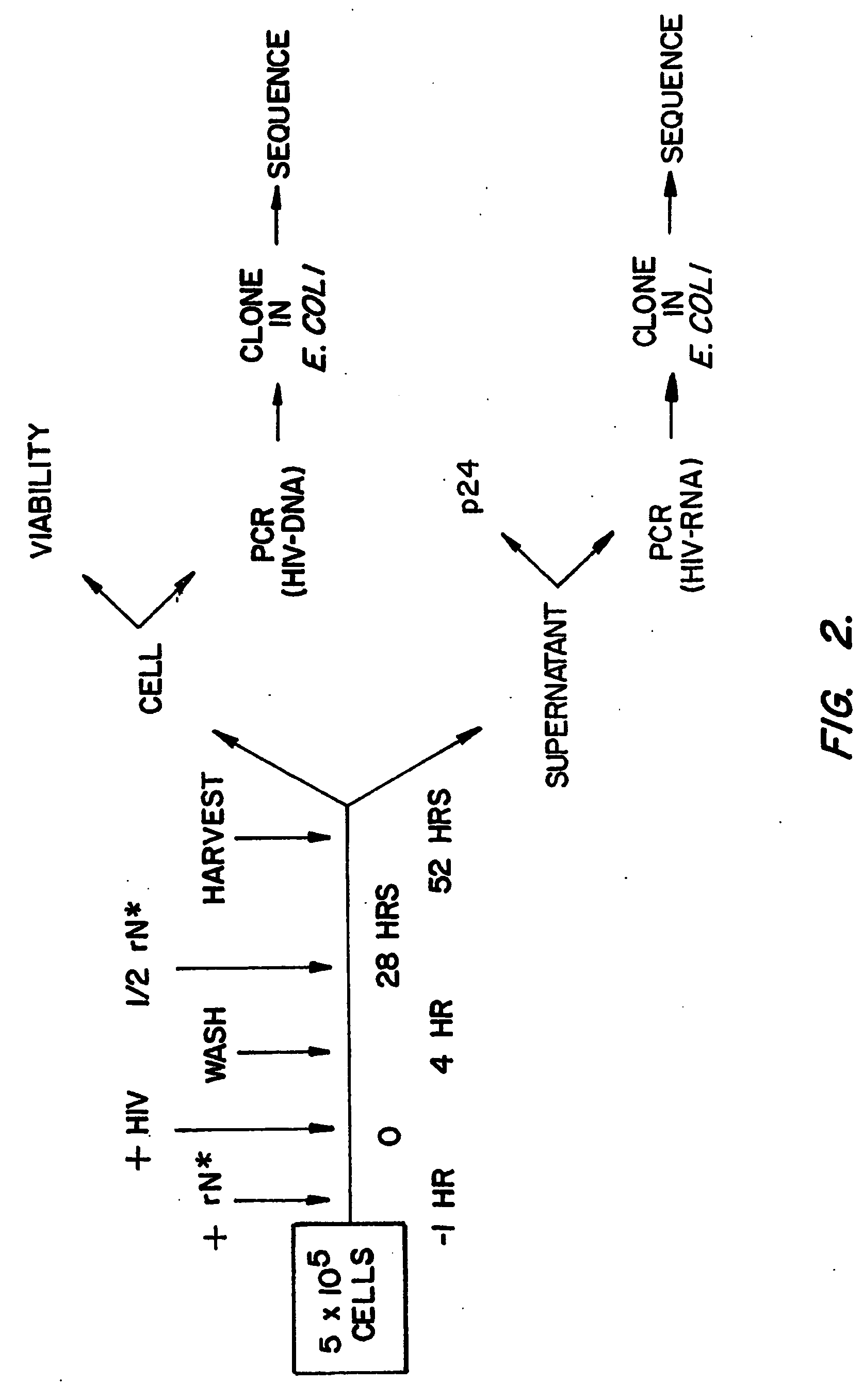 Induction of viral mutation by incorporation of miscoding ribonucleoside analogs into viral RNA