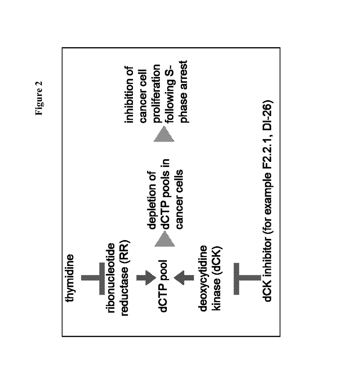 Deoxycytidine kinase binding compounds