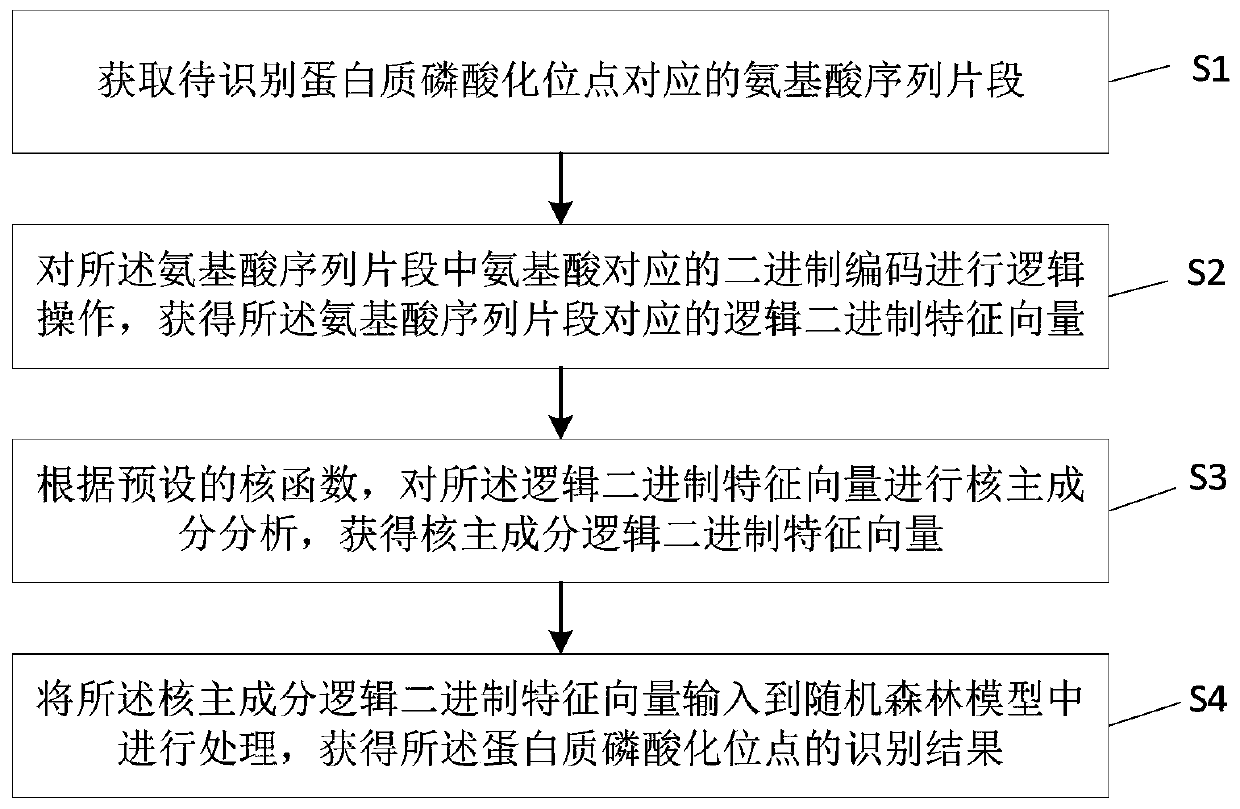 Protein phosphorylation site recognition method, system and device and storage medium