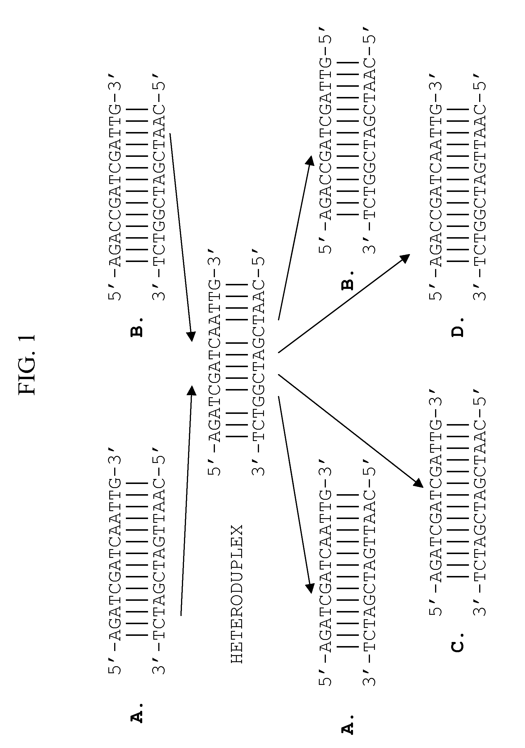 Method of optimizing codon usage through DNA shuffling