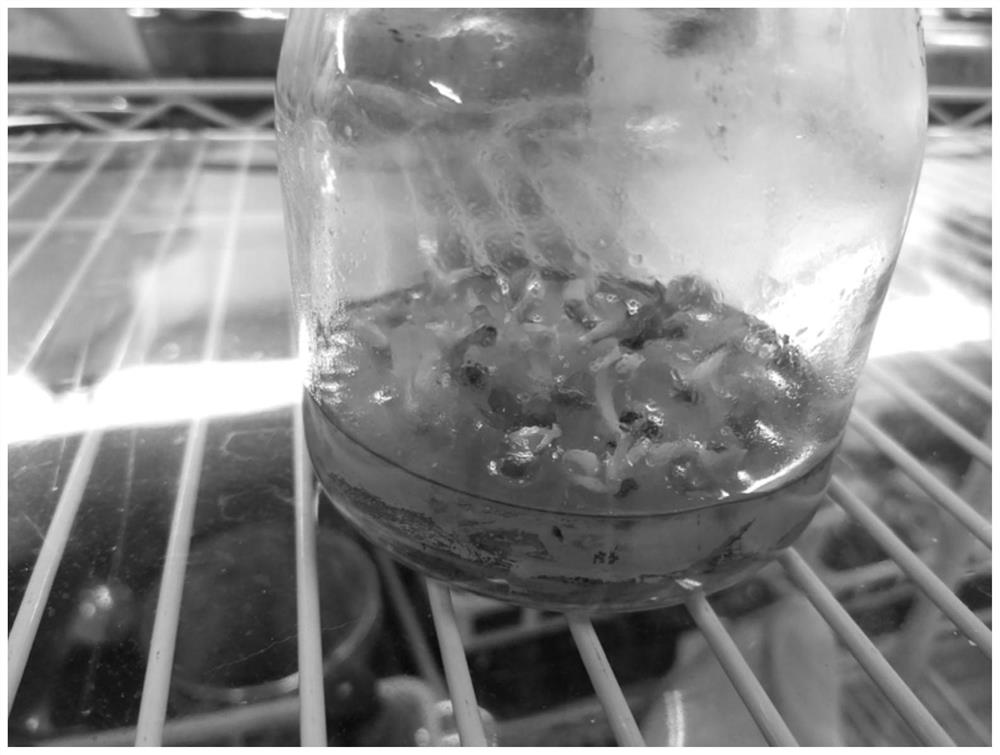 Inoculation method for shortening rapid propagation growth cycle of phalaenopsis