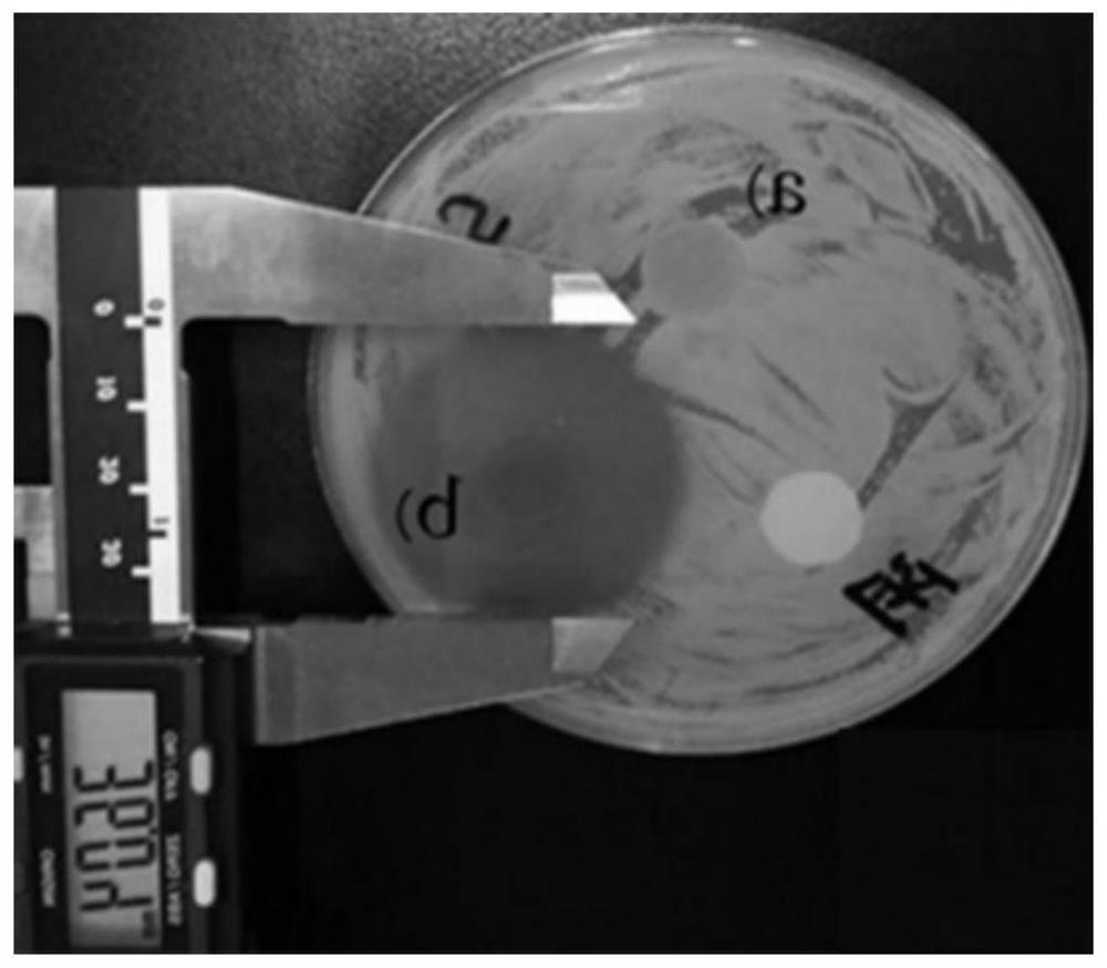 Bi-crosslinked chitosan poly(ester-urethane) modified oxidized starch and preparation method thereof