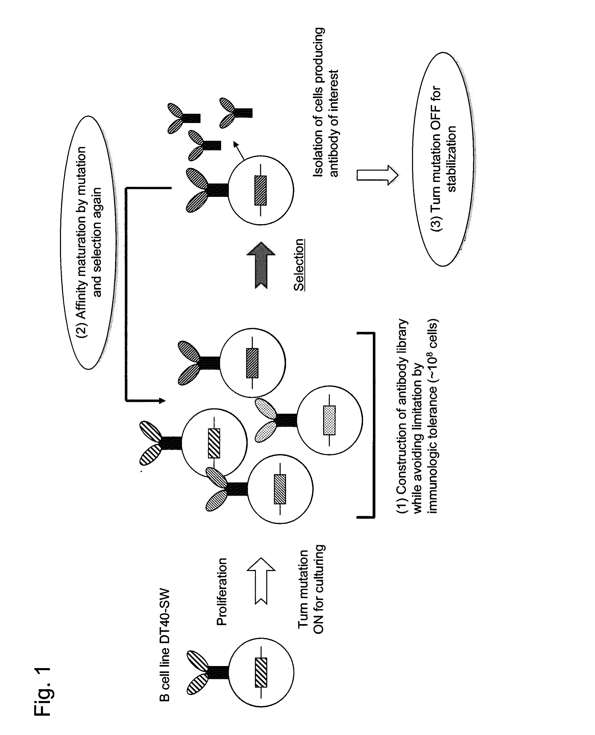 Method for preparing b cell which produces human-type antibody