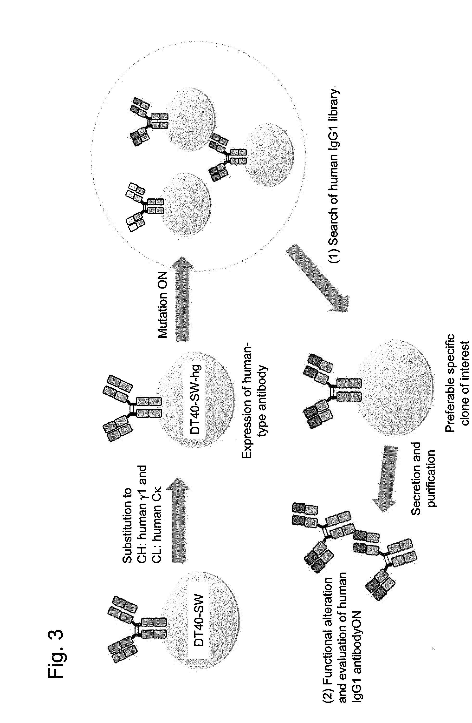 Method for preparing b cell which produces human-type antibody