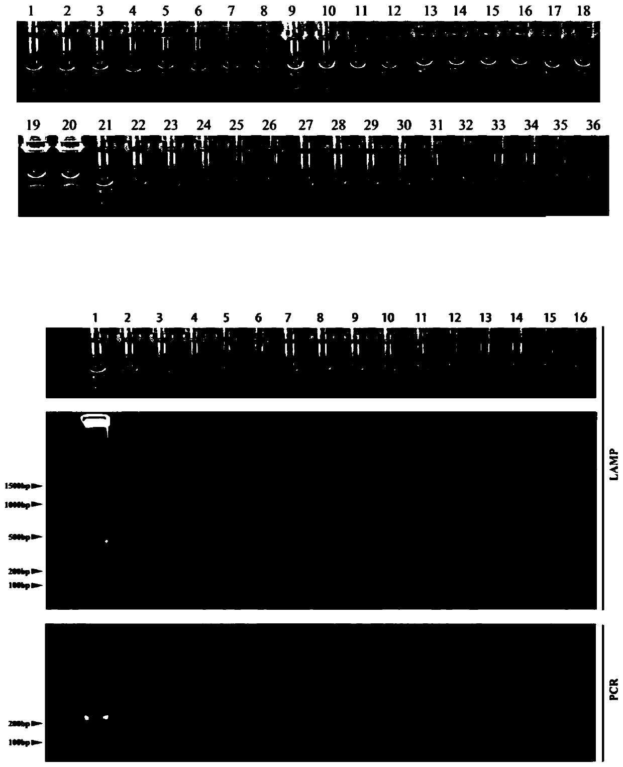 The application of the specific sequence of Rapeseed blackleg subspecies in the detection of Rapeseed blackleg