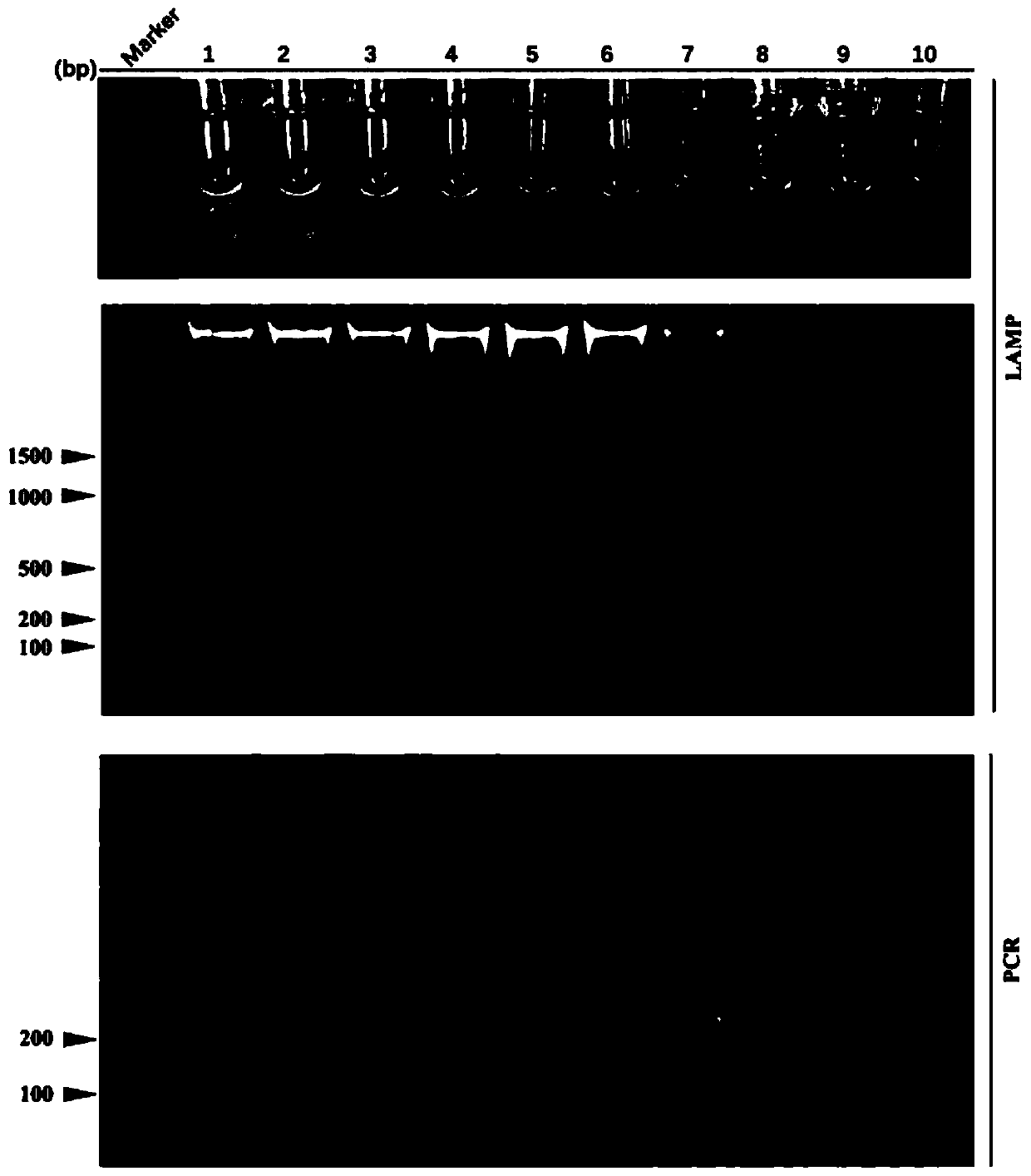 The application of the specific sequence of Rapeseed blackleg subspecies in the detection of Rapeseed blackleg