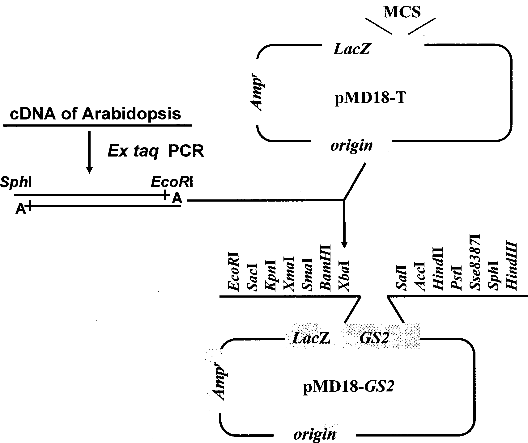 Plant expression vector containing chloroplastic glutamine synthetase genes, construction and use thereof