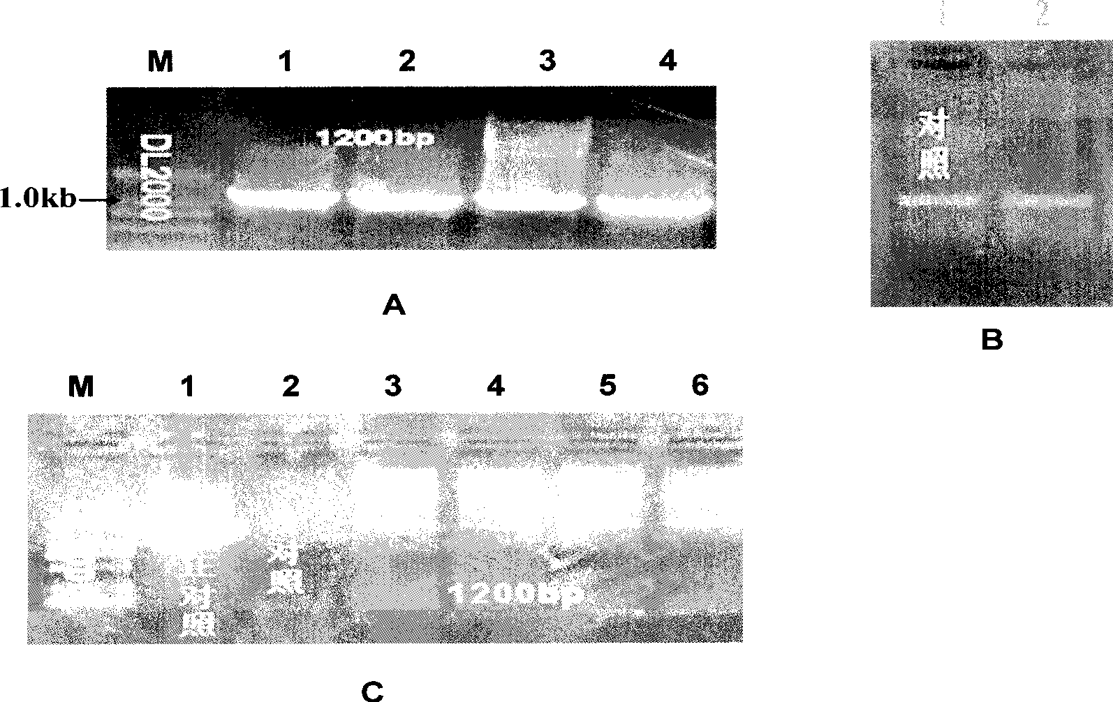 Plant expression vector containing chloroplastic glutamine synthetase genes, construction and use thereof