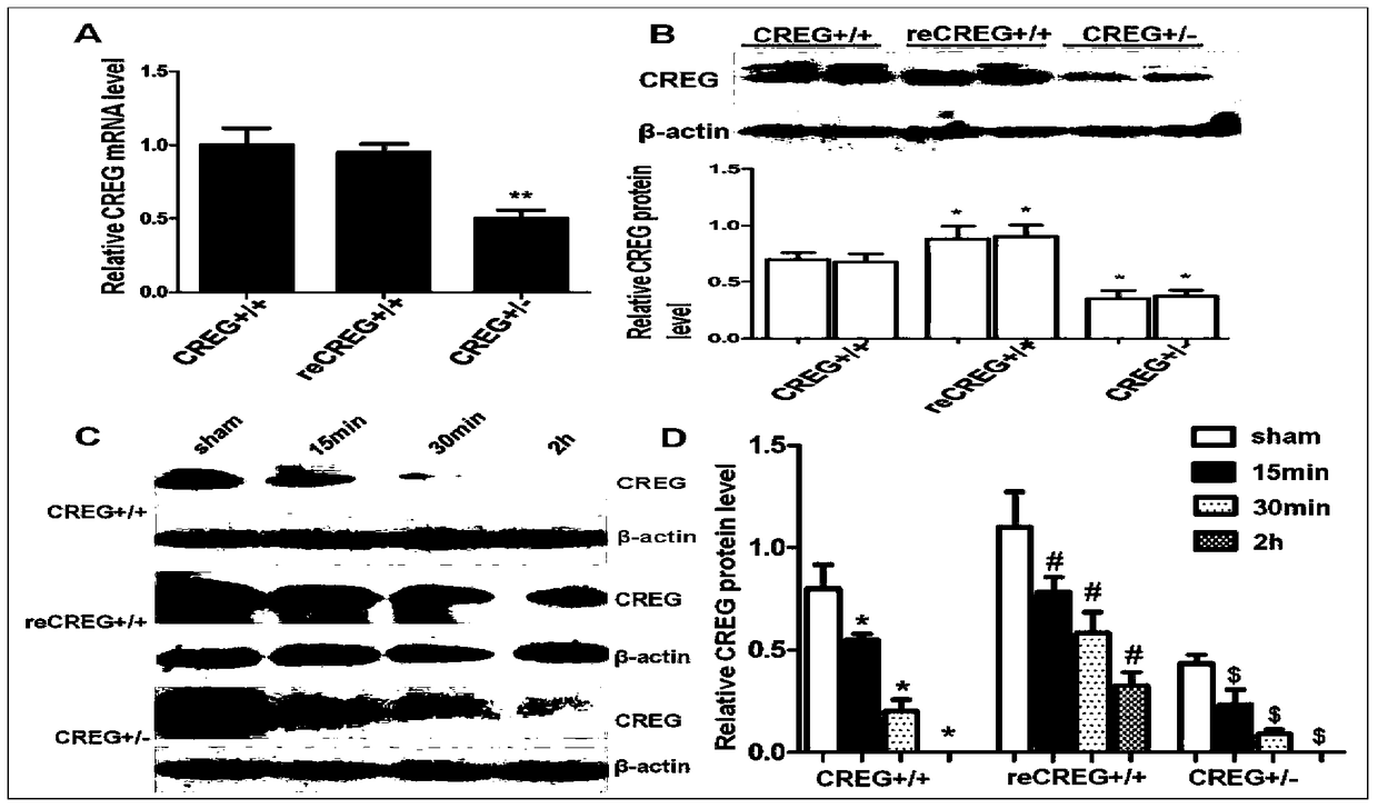 Medical application of creg protein in protecting myocardial ischemia-reperfusion injury