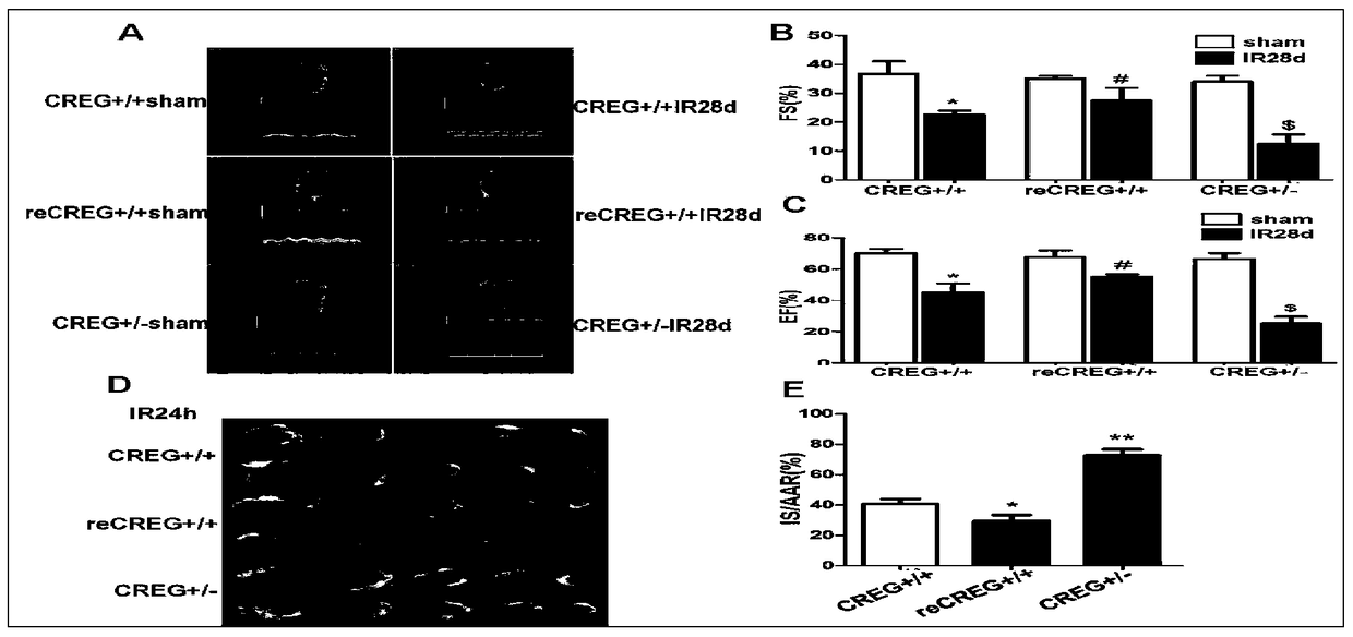 Medical application of creg protein in protecting myocardial ischemia-reperfusion injury