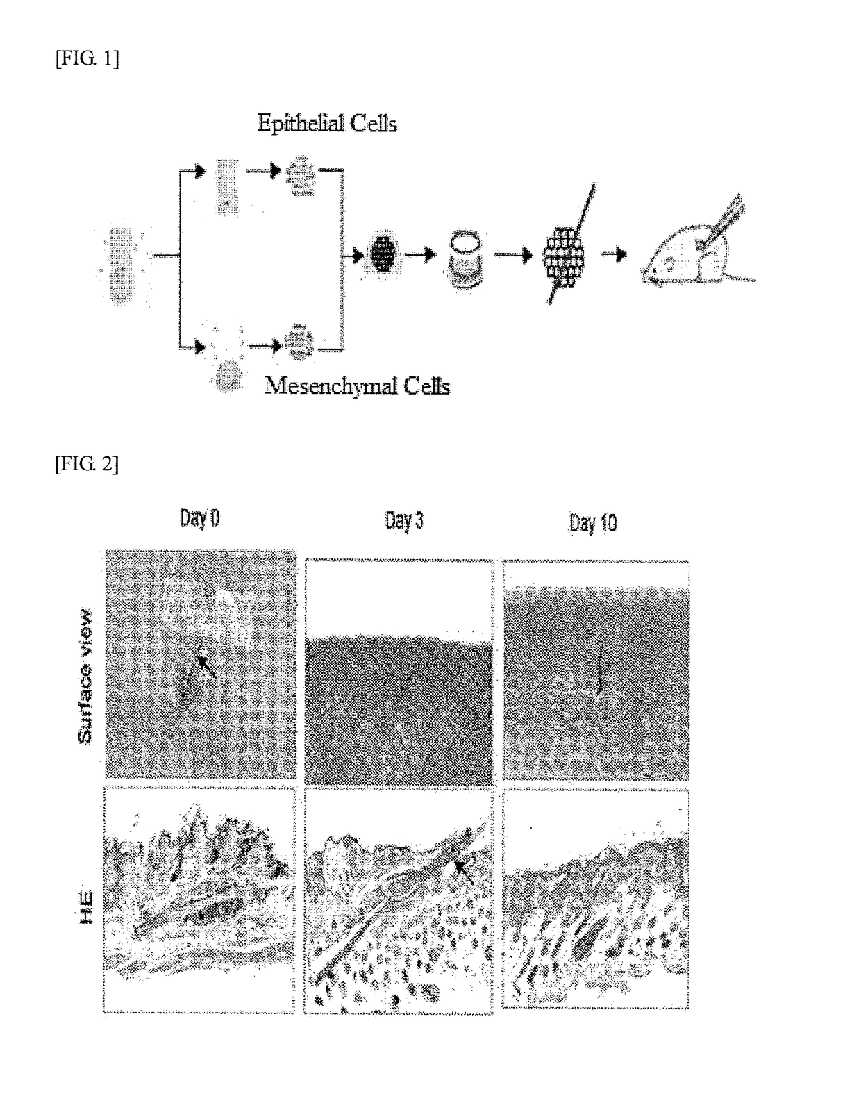 Method for producing regenerative organ primordium provided with guide for transplantation, composition containing regenerative organ primordium provided with guide for transplantation produced thereby, and method for transplanting regenerative organ primordium provided with guide for transplantation