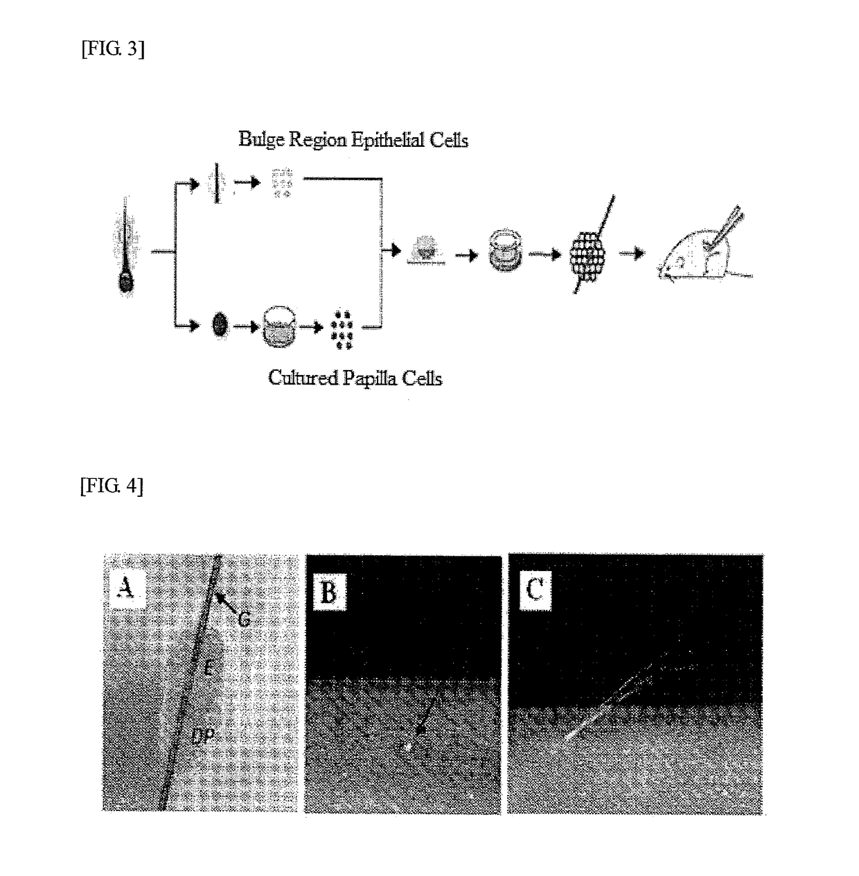 Method for producing regenerative organ primordium provided with guide for transplantation, composition containing regenerative organ primordium provided with guide for transplantation produced thereby, and method for transplanting regenerative organ primordium provided with guide for transplantation