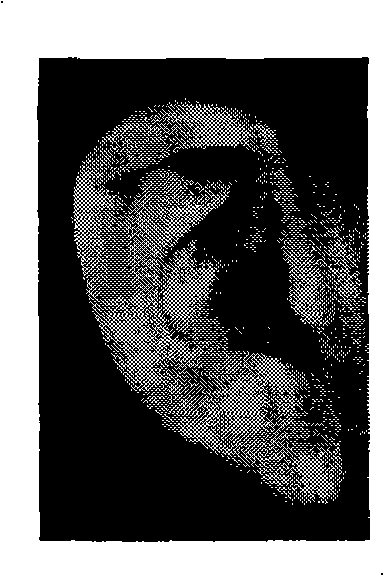 Ear image recognition method amalgamating wavelet analysis and matrix feature